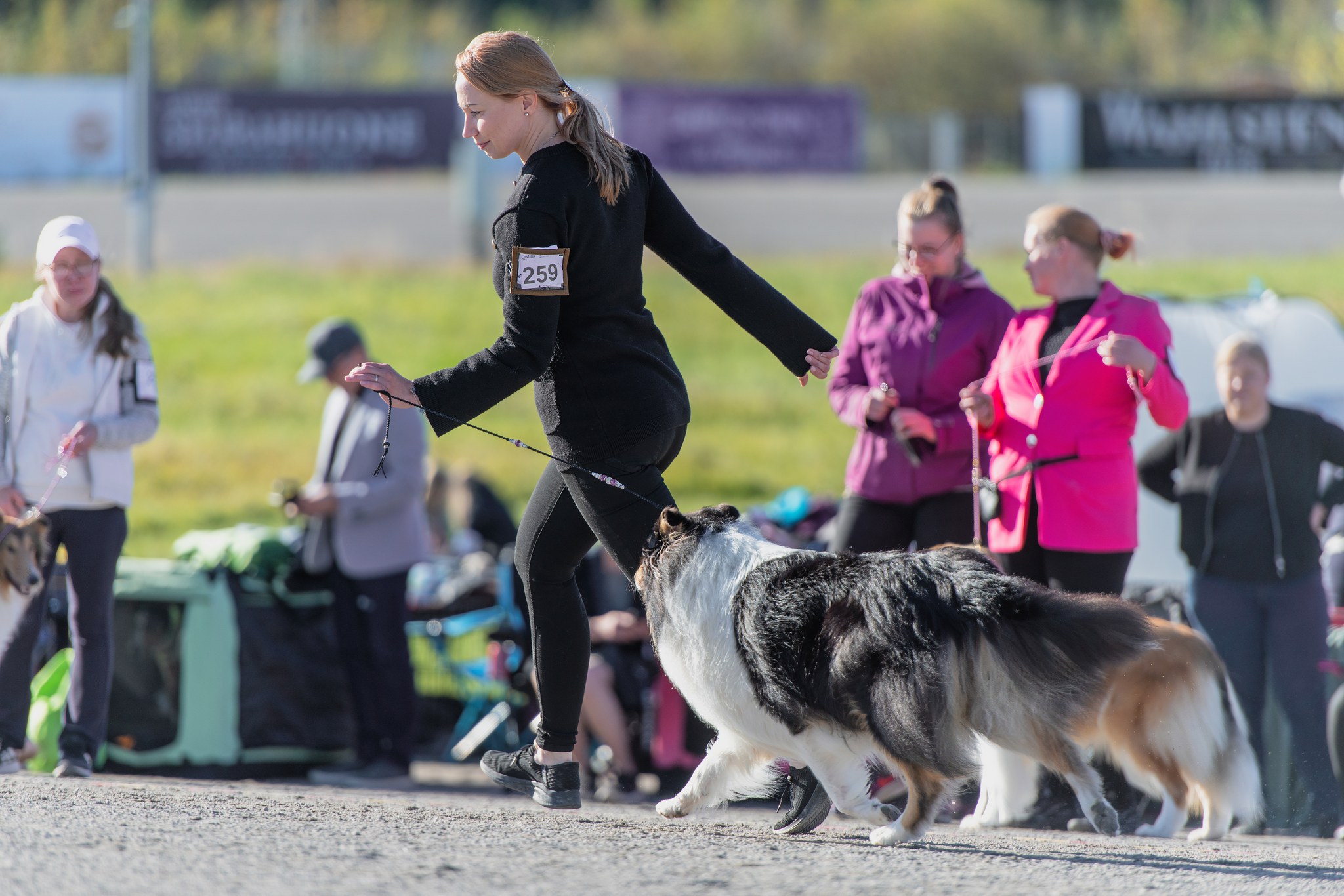 Näyttelykehässä odottava collie ja handler – näyttelypäivän tunnelma