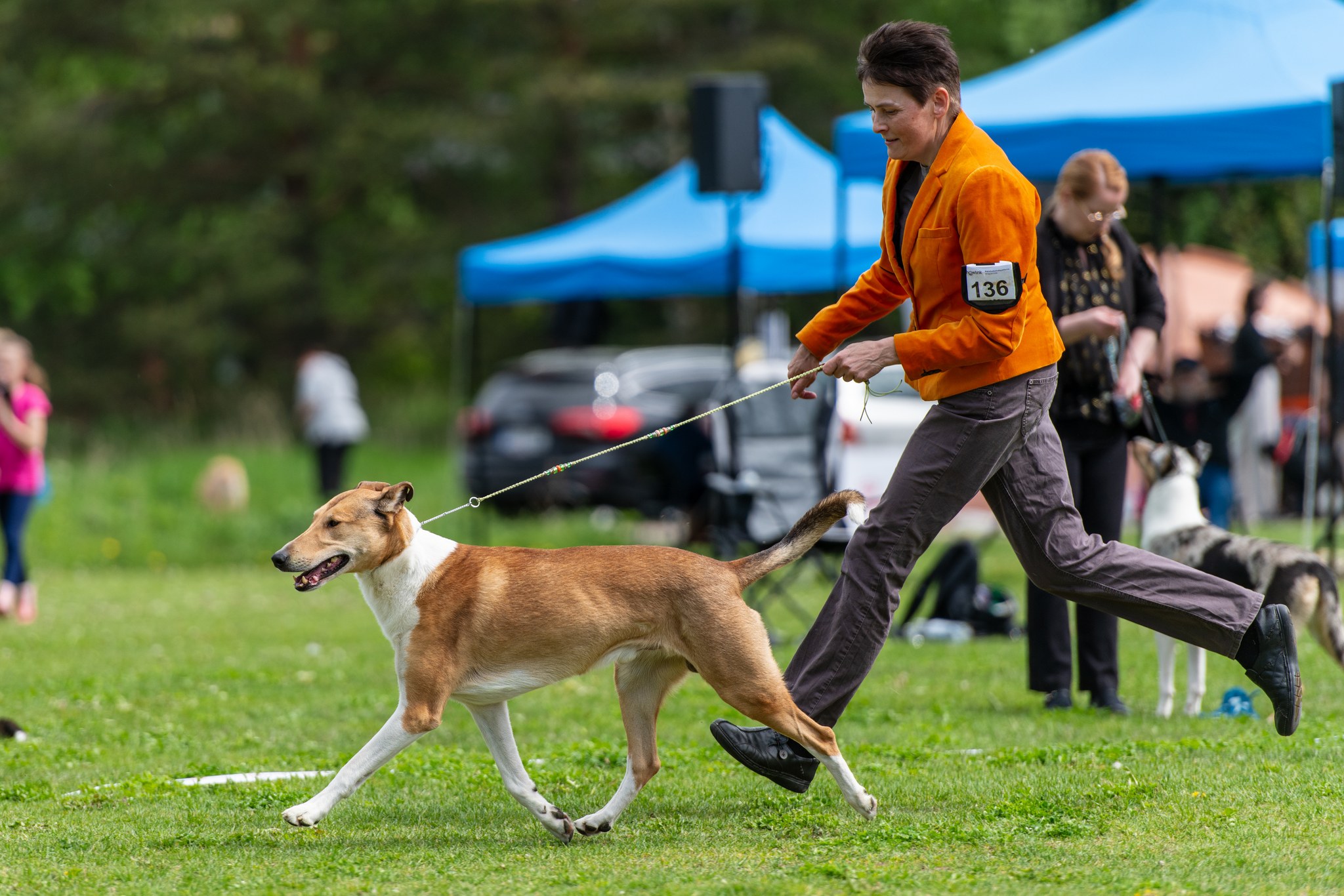 Sileäkarvainen collie juoksussa näyttelykehässä