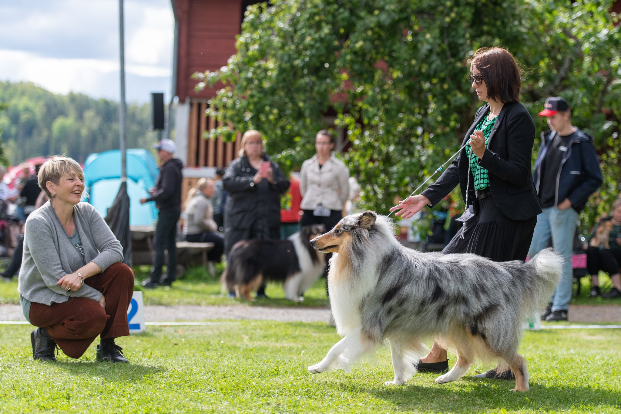 Sileäkarvainen collie näyttelyliikkeessä nurmella
