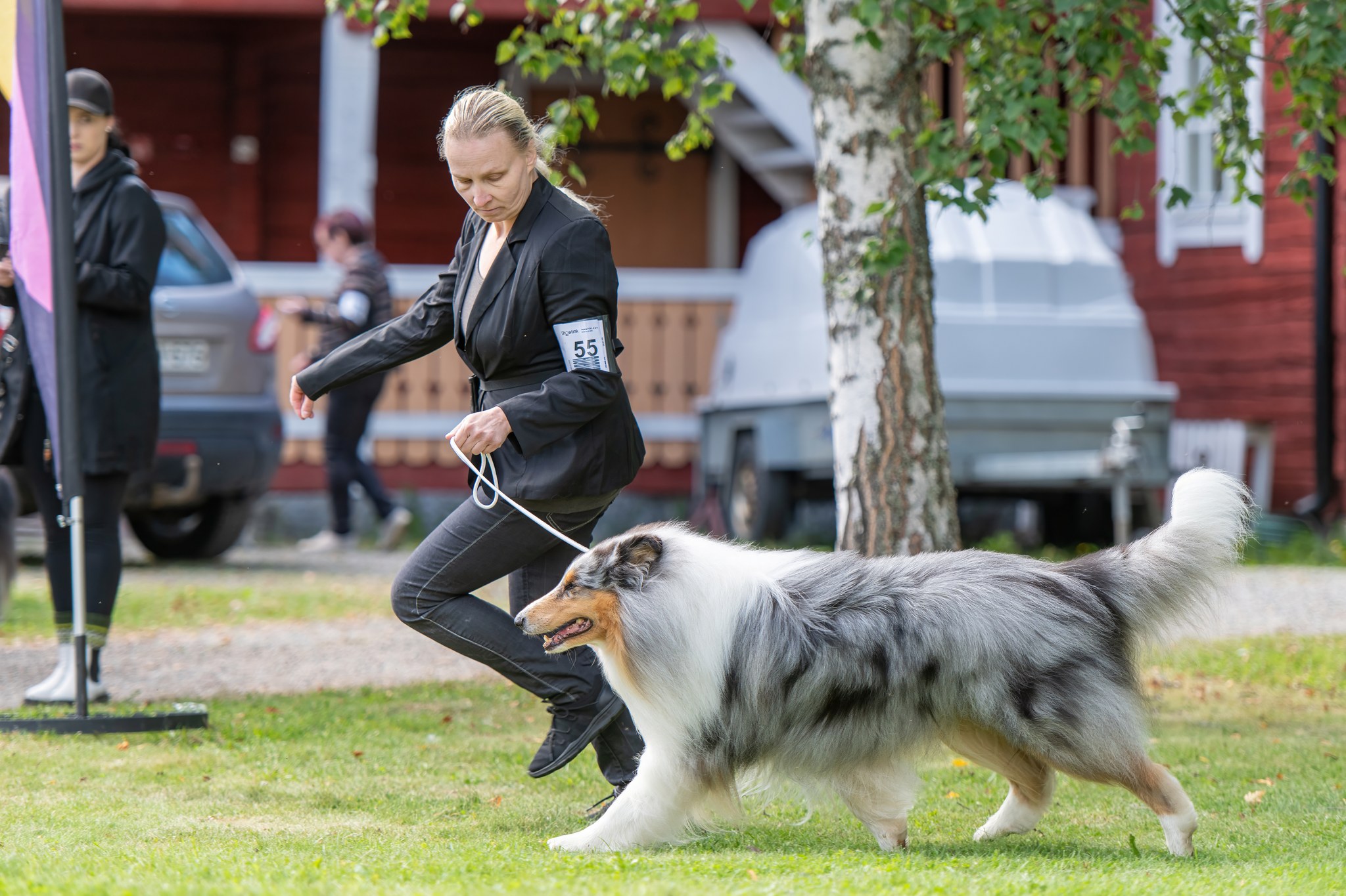 Collien arviointi näyttelyssä – tuomarin ja koiran kontakti