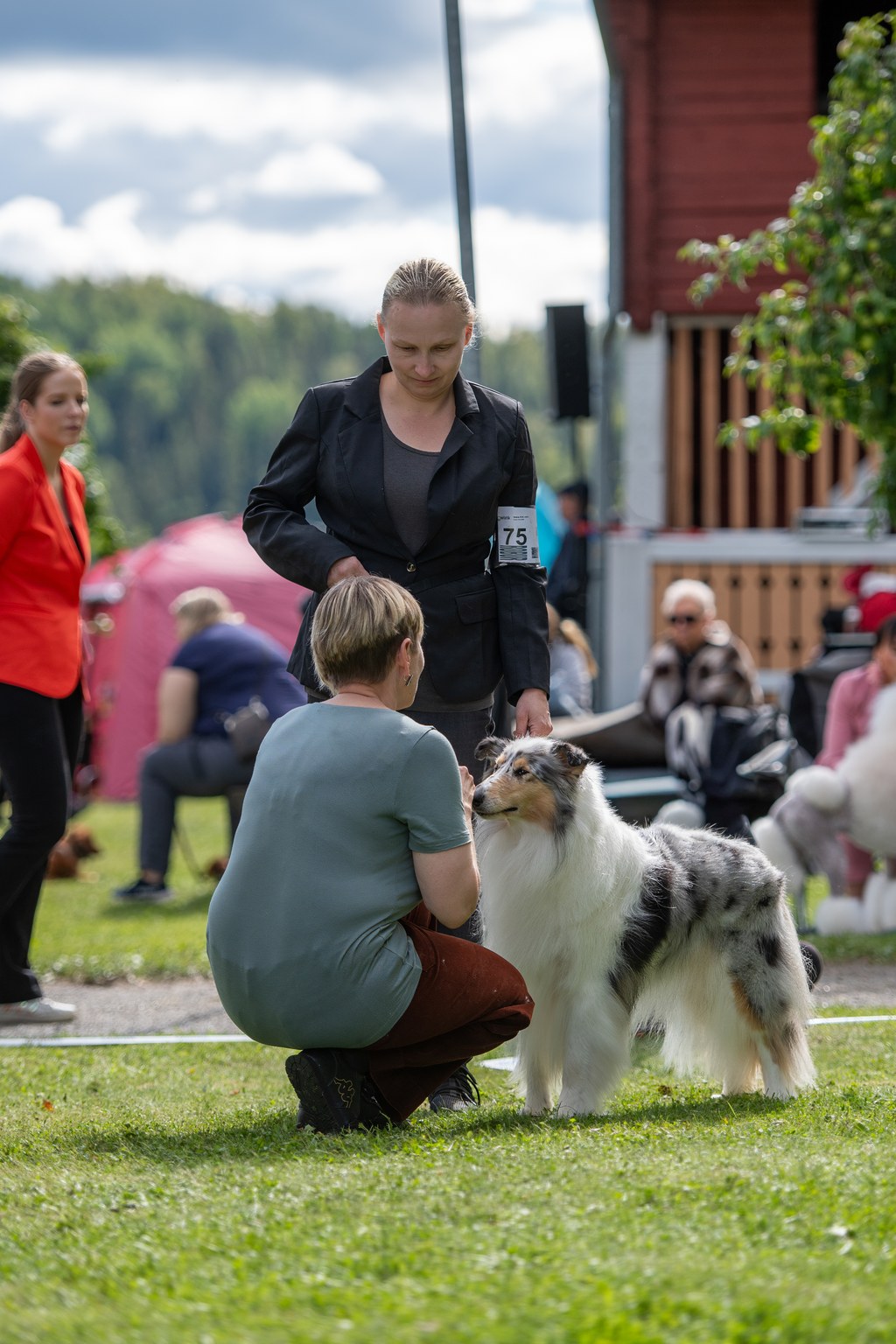 Collie kehässä liikkeessä – handlerin ja koiran yhteistyö