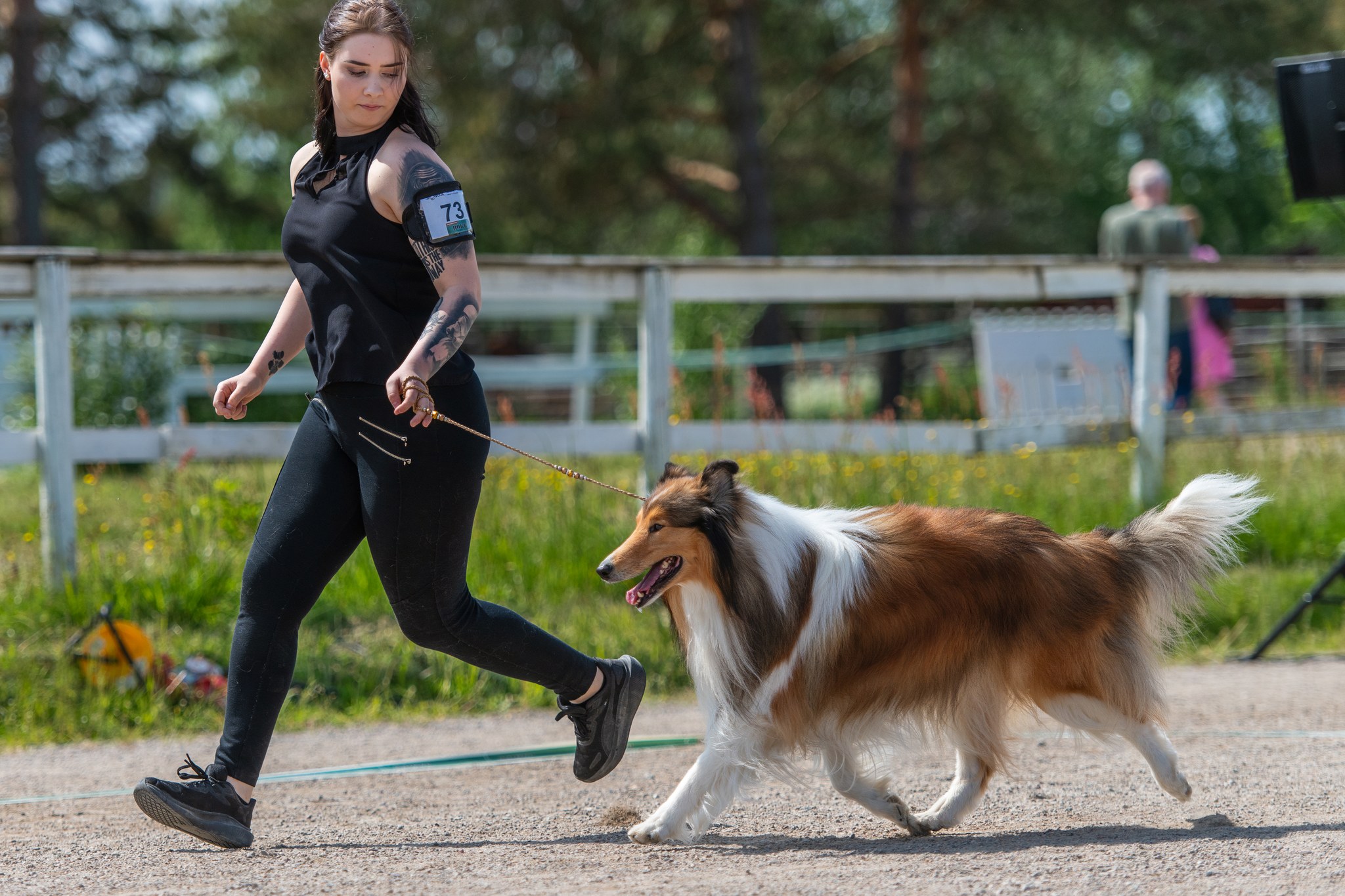 Pitkäkarvainen collie liikkeessä näyttelyssä – ylälinja ja askelpituus