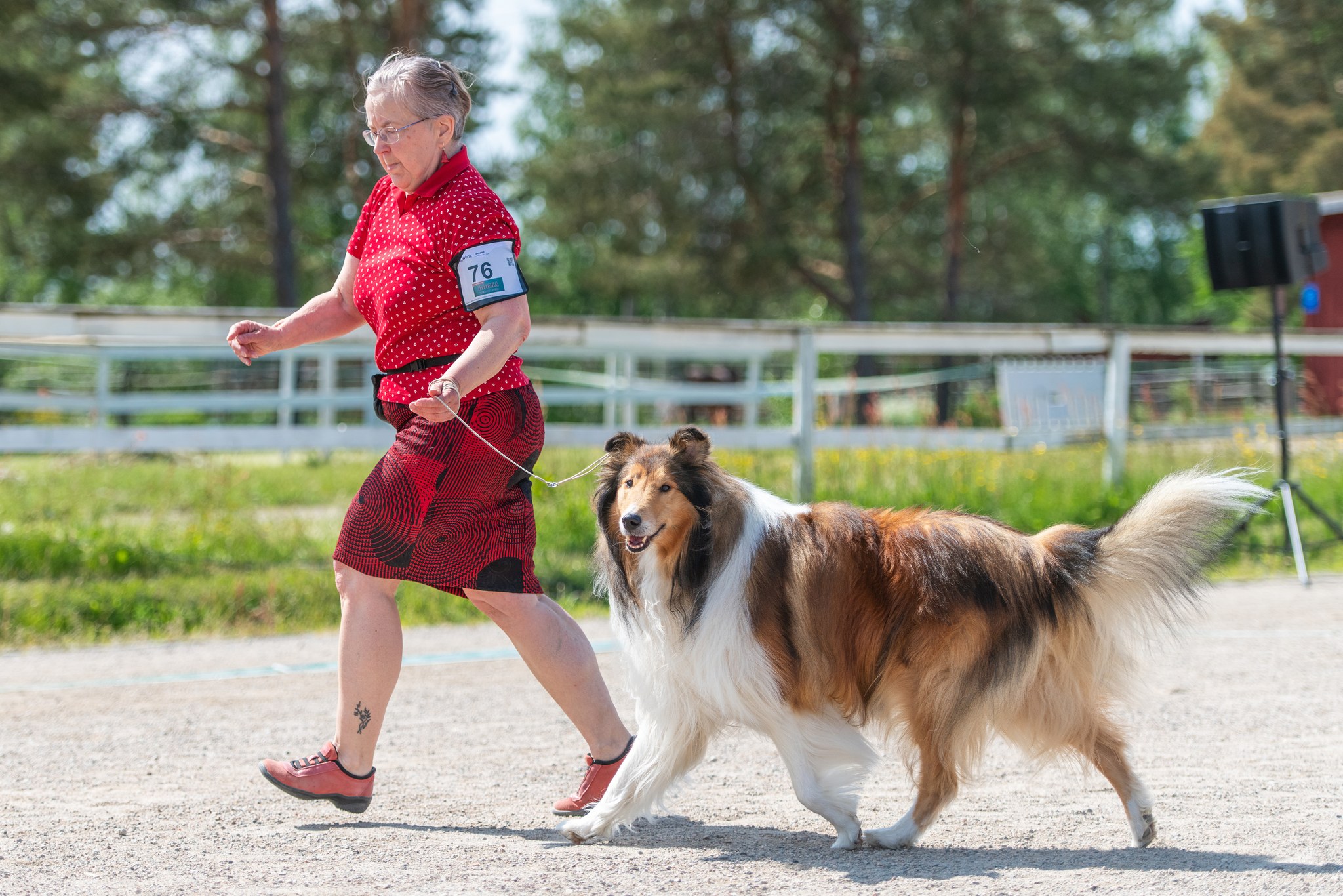 Pitkäkarvainen collie liikkeessä näyttelykehässä – tasapainoinen askel