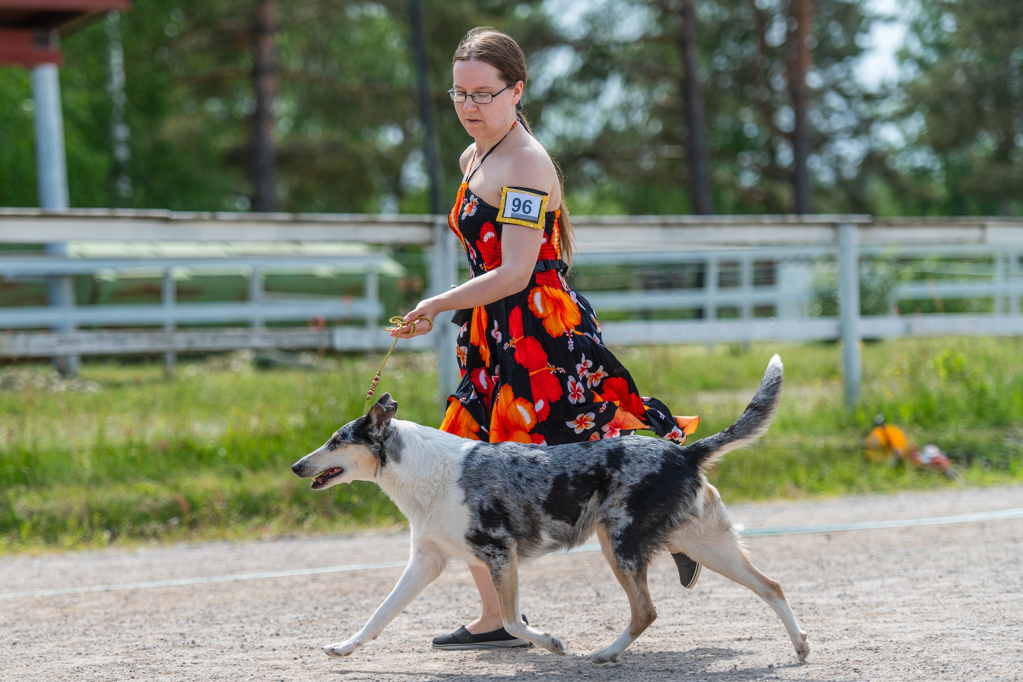 Sileäkarvainen collie näyttelyliikkeessä – puhdas ja kevyt askel