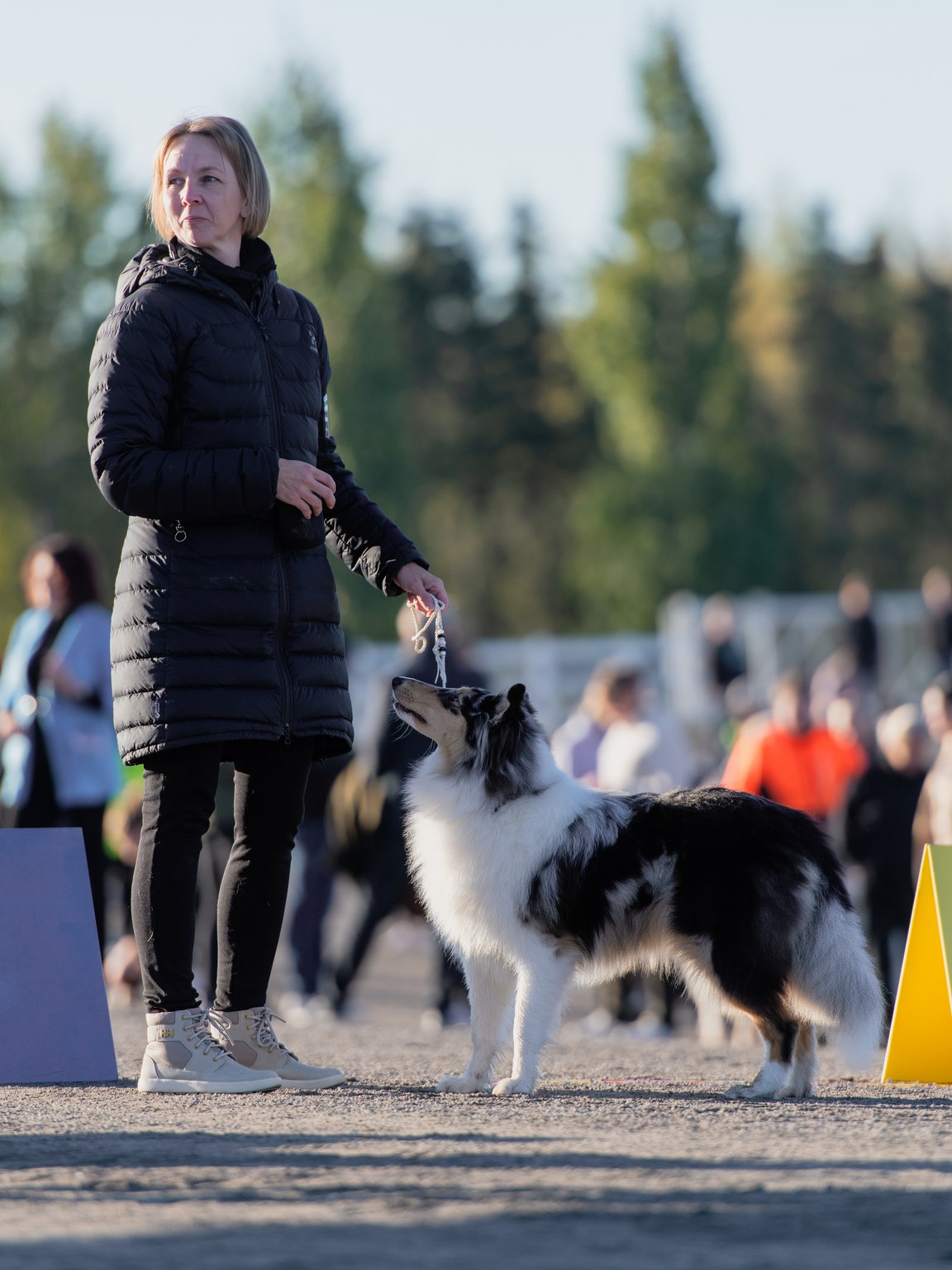 Collien seisotus näyttelyssä – koiran ja ohjaajan katsekontakti