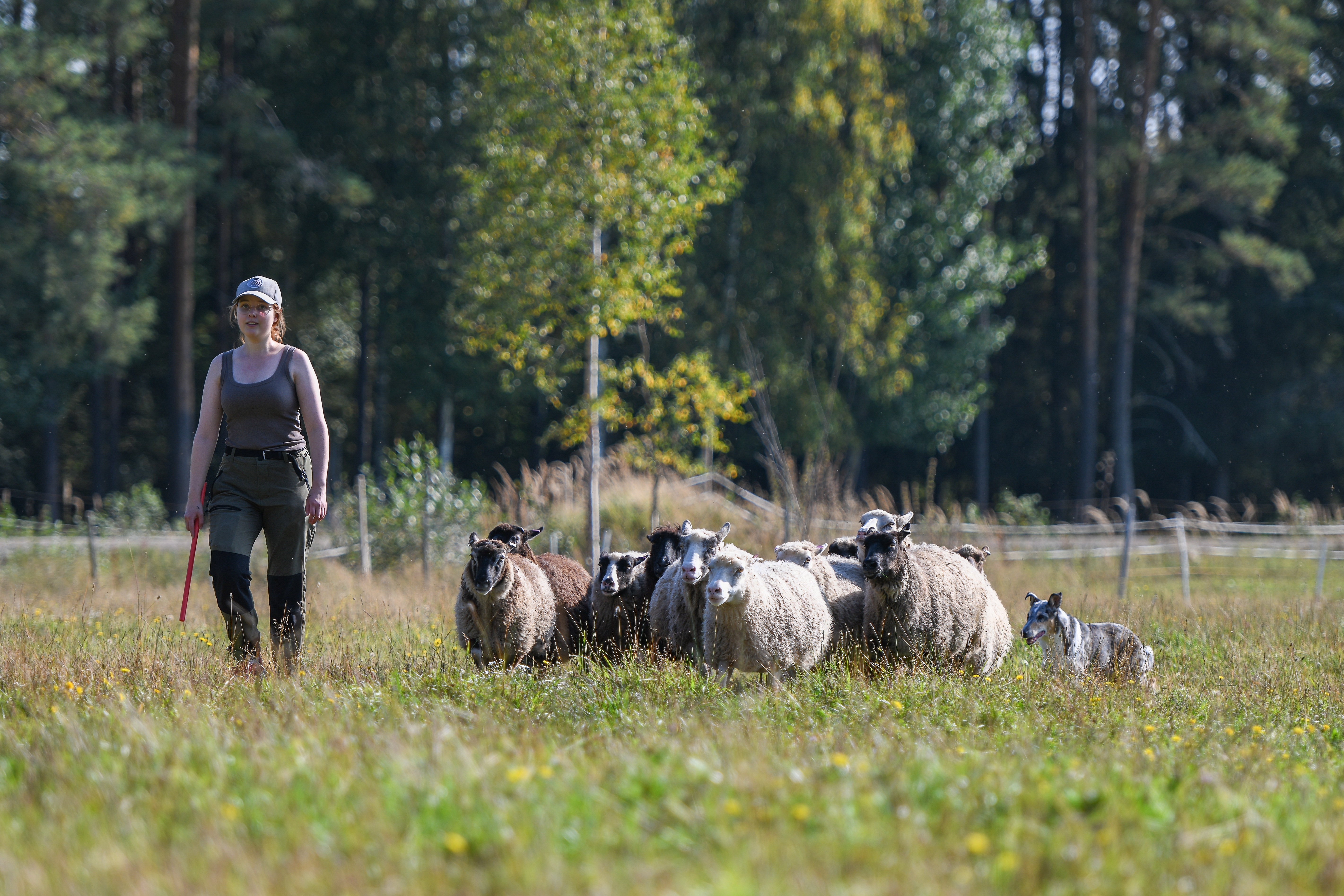 Collie paimentaa lampaita avoimella niityllä