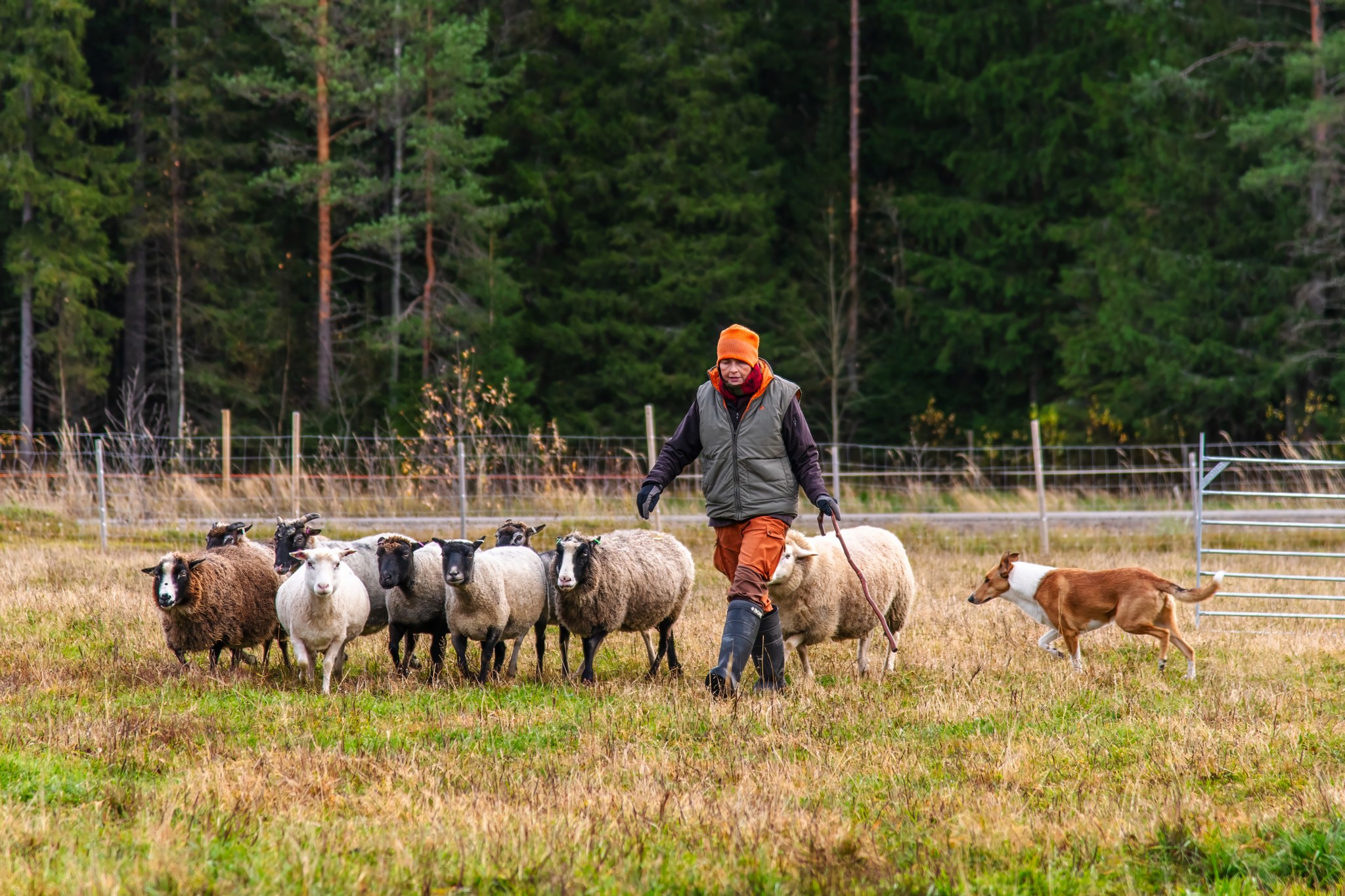 Ohjaaja ja sileä collie työskentelevät yhdessä lampaiden kanssa.