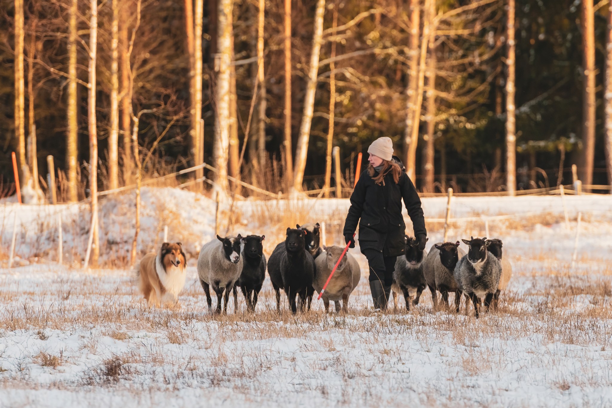 Pitkäkarvainen collie valvoo laumaa talviauringossa.