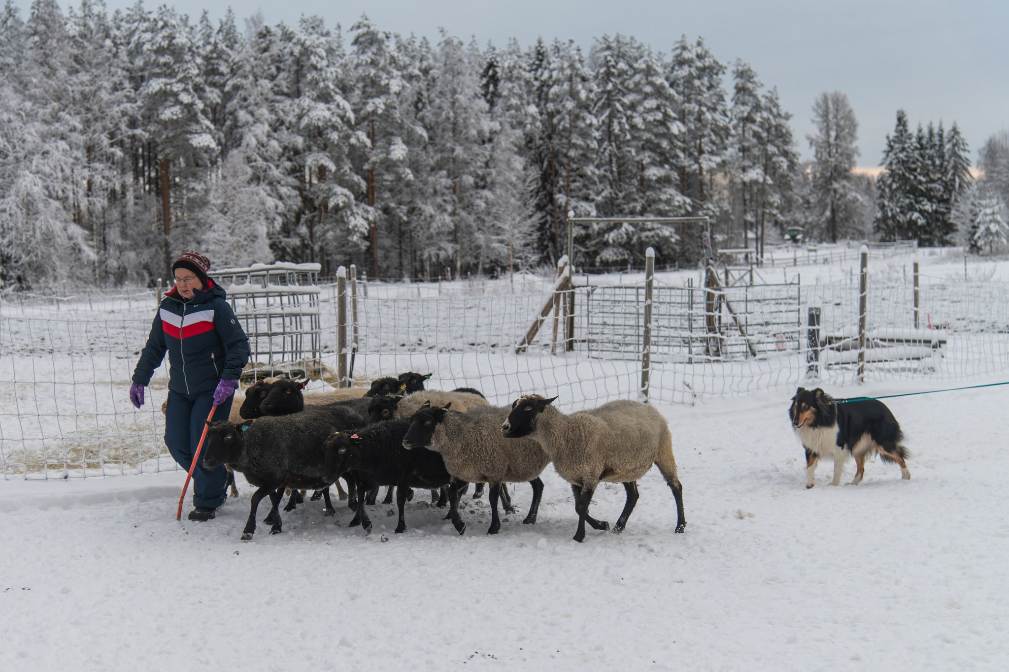 Nuori collie etsii paikkaansa lauman ympärillä.